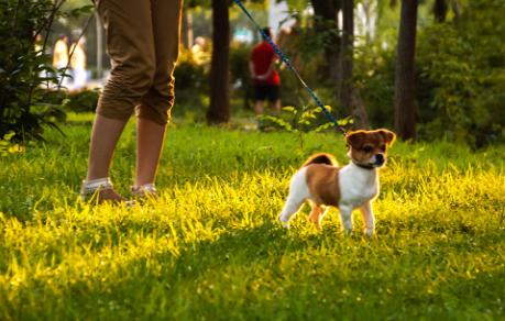 关于遛狗要拴绳,遛狗可以带点什么