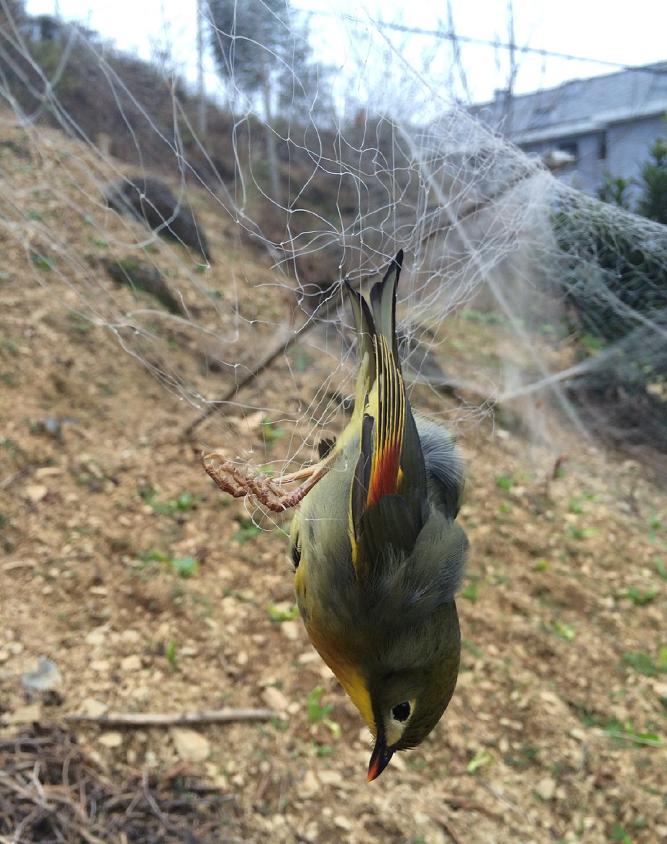 他叫辛巴,不是狮子王,8岁穿越12国:最好的教育,永远在路上