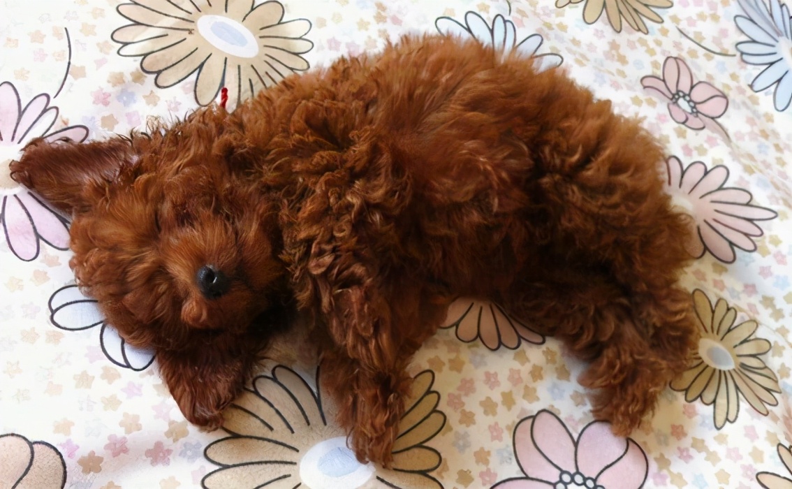 泰迪为什么会成万人恨,为什么泰迪从万人迷到万人恨