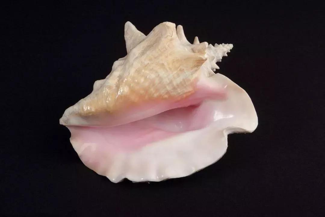 有升值价值的珍珠,9-10mm珍珠价格多少一克