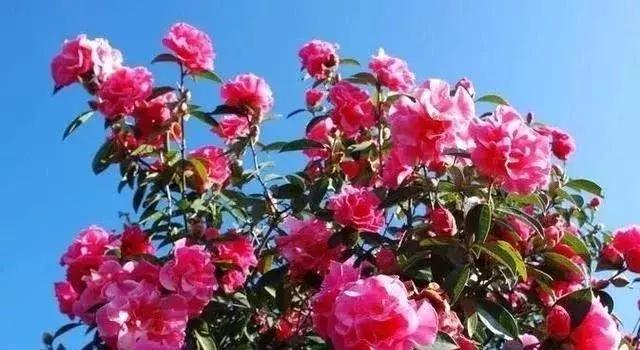 苗木种类名称大全,绿化中的苗木代号