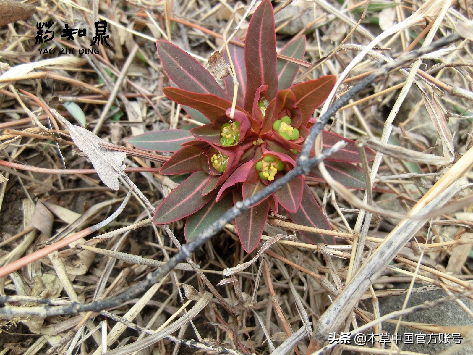 【本草百科·药知鼎——狼毒】花美却是恶毒之药，杀飞鸟走兽