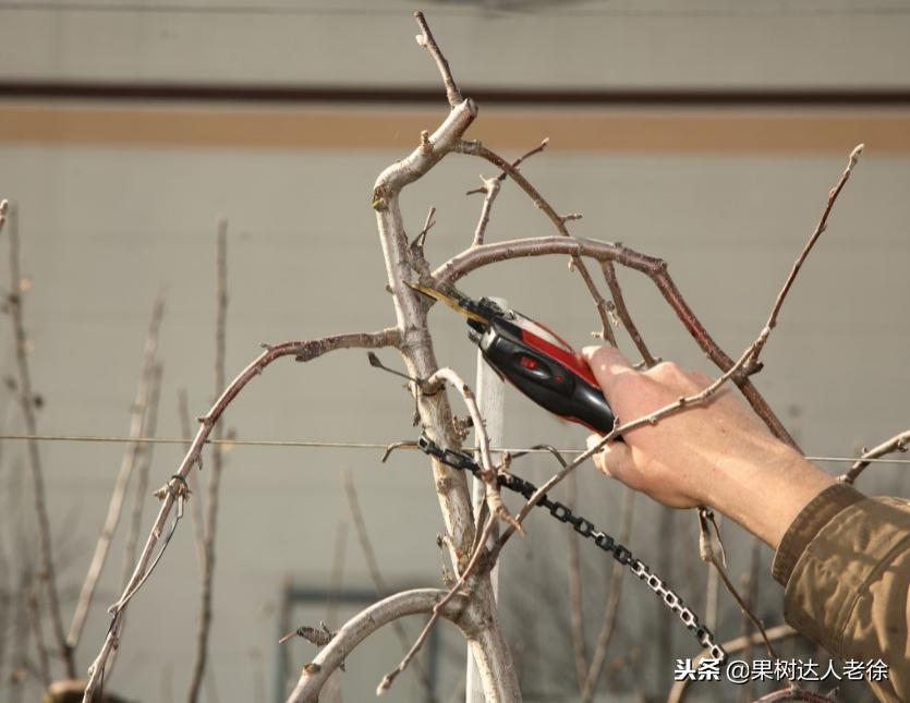 果树整形修剪技术,苹果树整形修剪基础知识