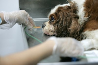 狗狗严重中暑正确缓解的应急措施,狗狗中暑后多久才能恢复正常