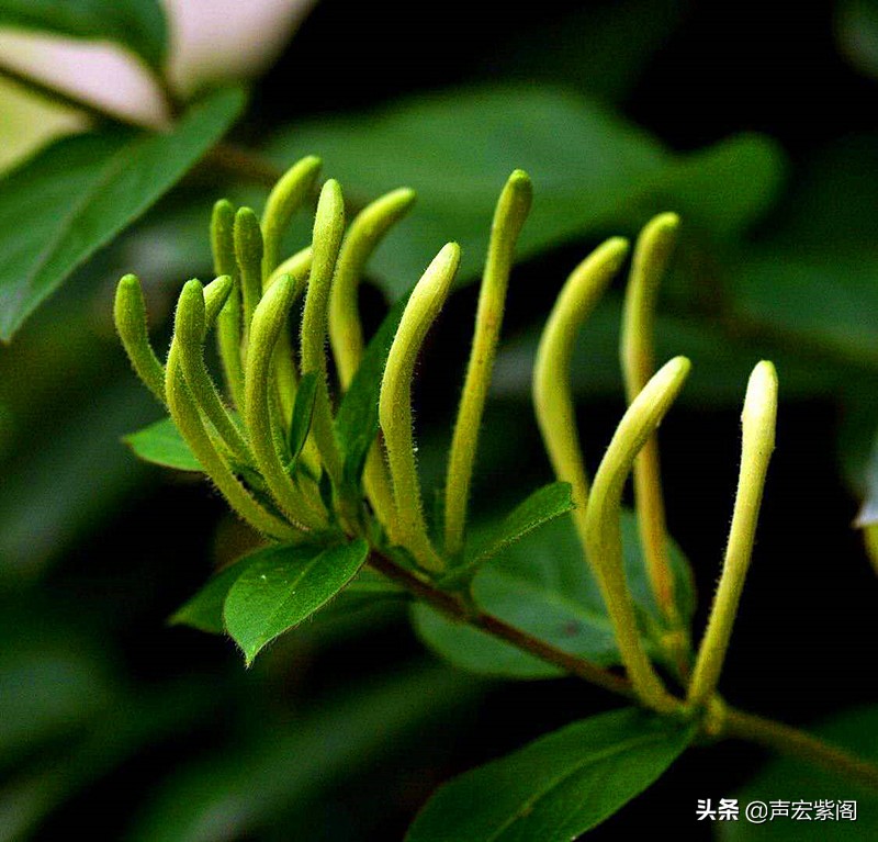 最惊艳的金银花,香气四溢的金银花