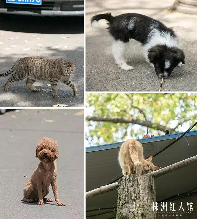 株洲神农公园老照片,株洲市神农公园