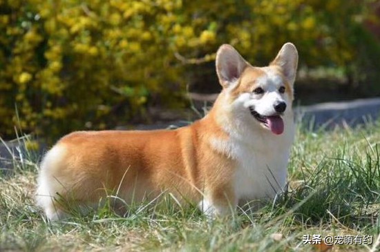 田园犬和博美柯基,柯基幼犬和博美幼犬怎么选