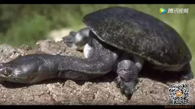 养龟的寓意和禁忌,养龟常见问题及解决办法