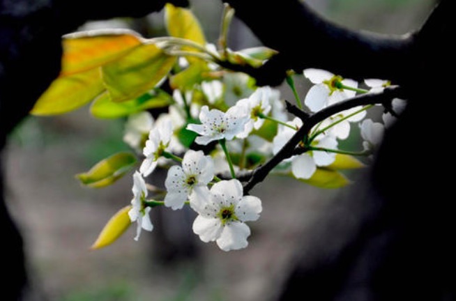 苏轼境界最高的一首诗解读,苏轼的哪句诗道出了人生真谛
