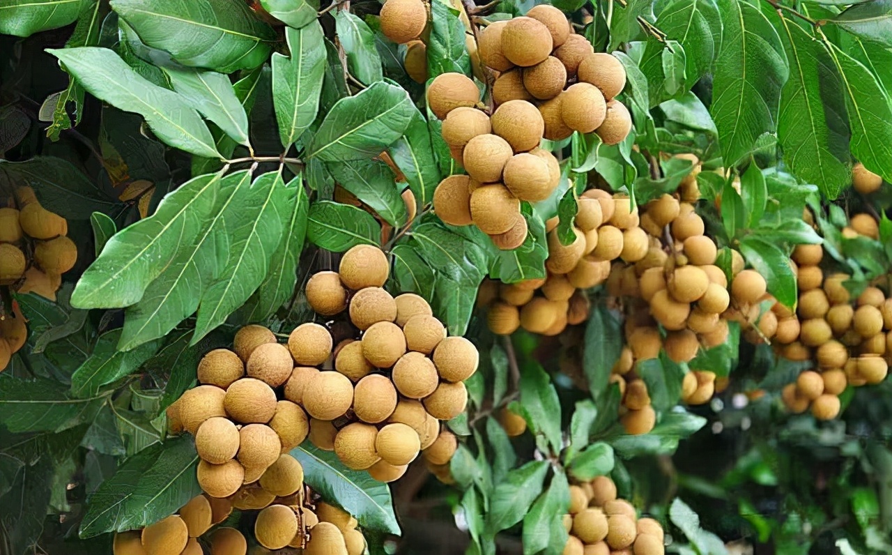 女人月经两天吃什么好,月经期间可以每天清洗嘛