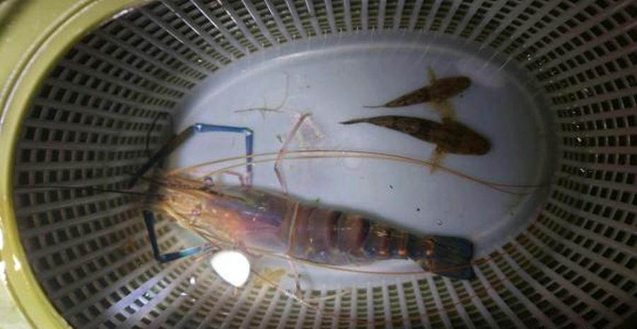 澶ц櫨鍏ヤ镜鐝犳睙,宸ㄨ櫨鍏ヤ镜鏈変汉鎷呭績娉涙互鎴愮伨