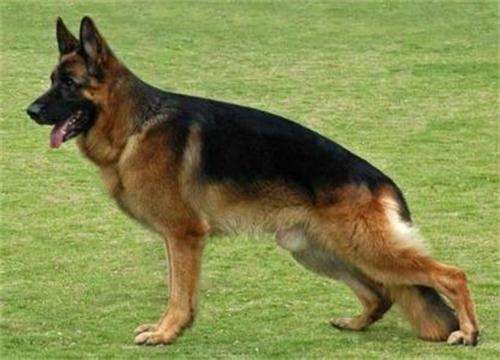 狗狗前腿有点瘸怎么回事,狗狗后腿瘸吃什么药