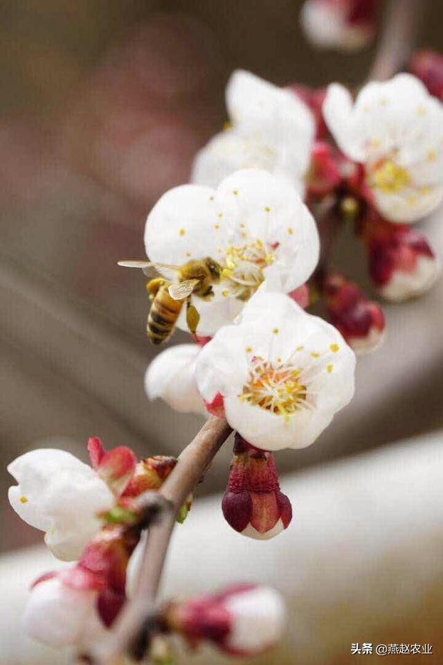 温室大棚种杏,大棚杏的种植技术