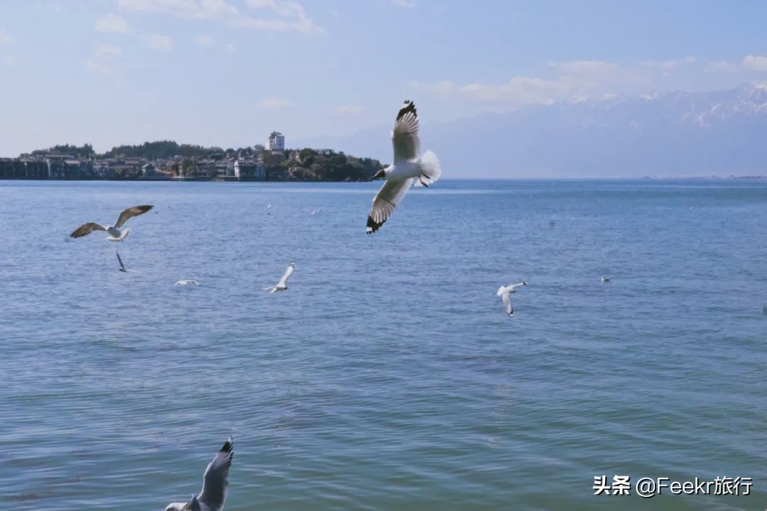 挖到了云南人都点赞的“美食线路”!菌子当道,夏季去度假正好