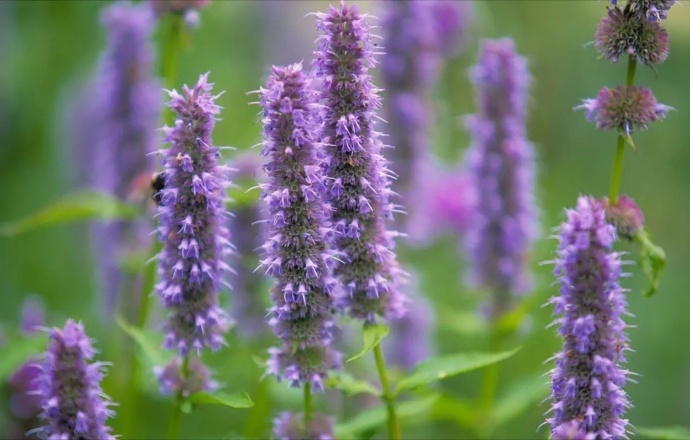 藿香正气中暑,藿香正气水高温中暑患者