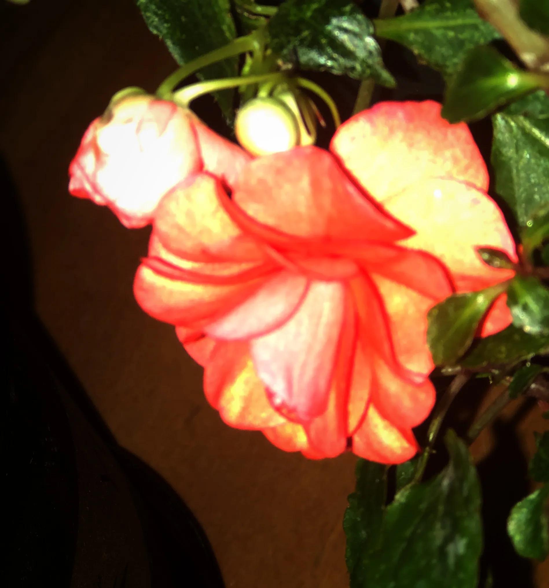 冬日里的鲜花依然盛开,冬日里盛开的第一朵鲜花