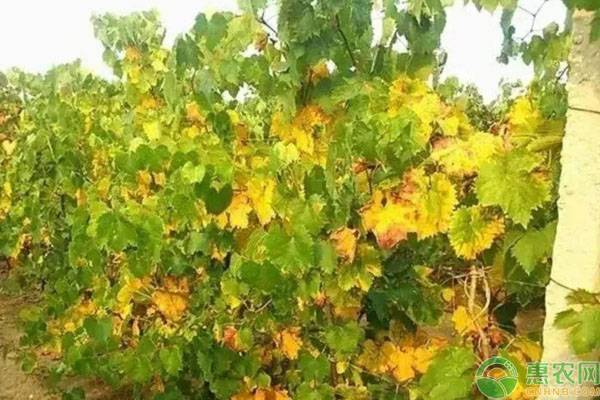 葡萄叶子发黄干枯打啥药,葡萄叶子发黄是什么原因怎样解决