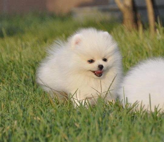 向往优宠_宠物，博美夏天呼吸不畅怎么办_出气困难_喘气_鼻塞_