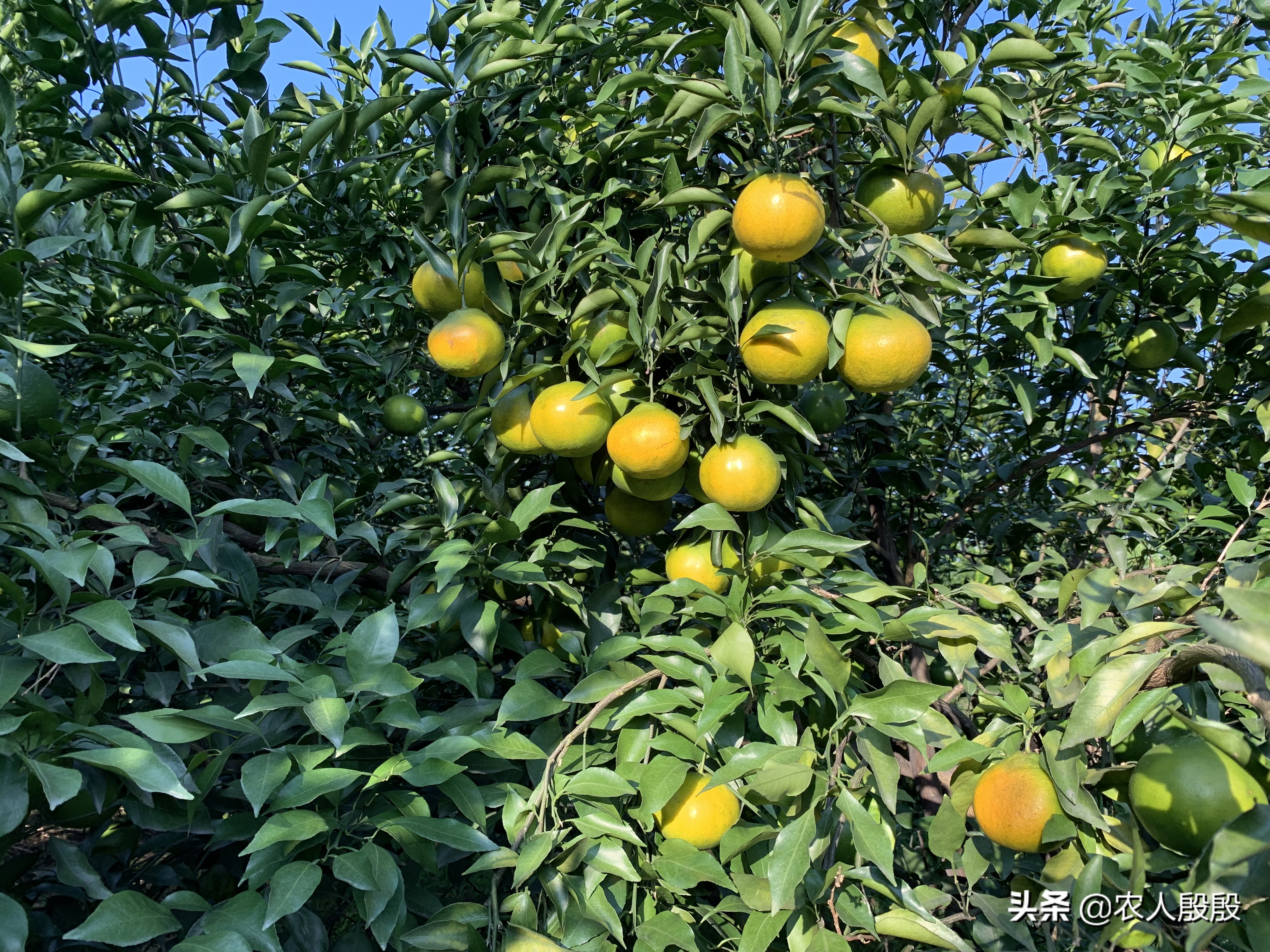 柑橘果实发黄是什么情况,促进柑橘果实着色的措施