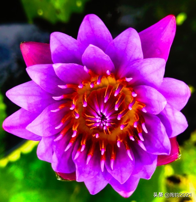 33幅荷花摄影作品欣赏,荷花摄影欣赏大全