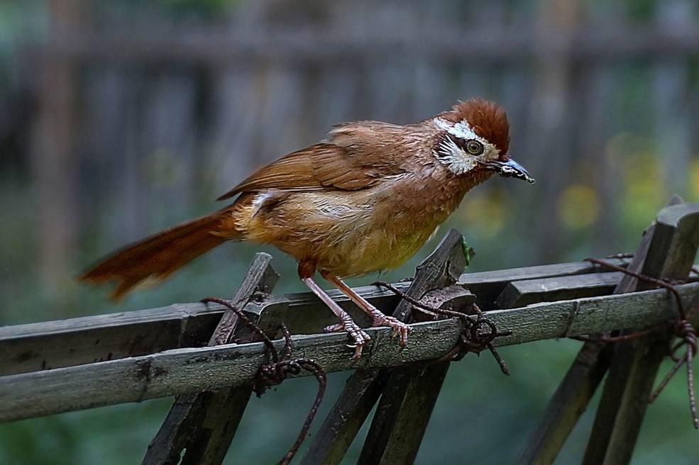 鸟类会传染疾病吗,鸟类会有传染病