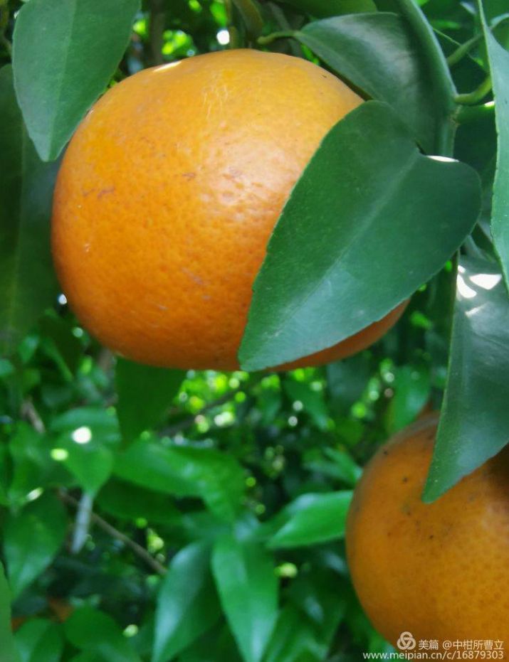 无核柑橘有哪些品种,柑橘目前最新品种有哪些