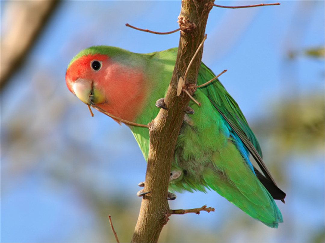 非洲鹦鹉住进仙人掌？从宠物变野生种群，占领一座城市