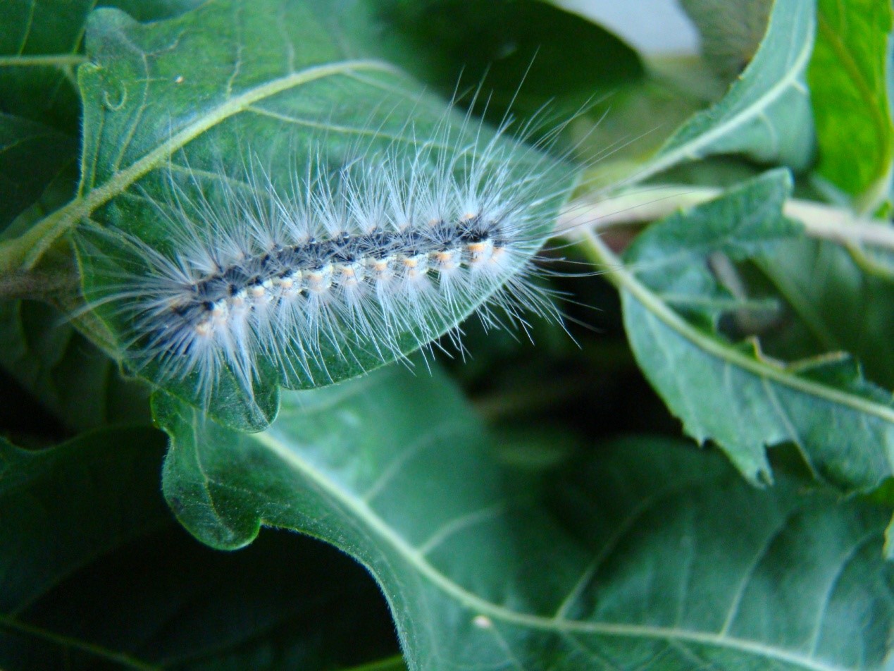 这个秋天碰到白色毛毛虫了吗?其实它们来自大洋彼岸
