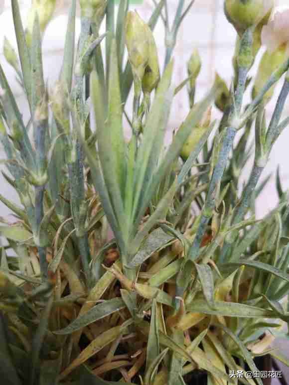 康乃馨黄叶花苞干枯怎么办,康乃馨长红蜘蛛的表现图片