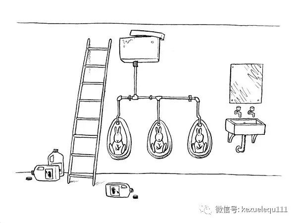 杀死兔子的方法,杀死兔子有什么后果