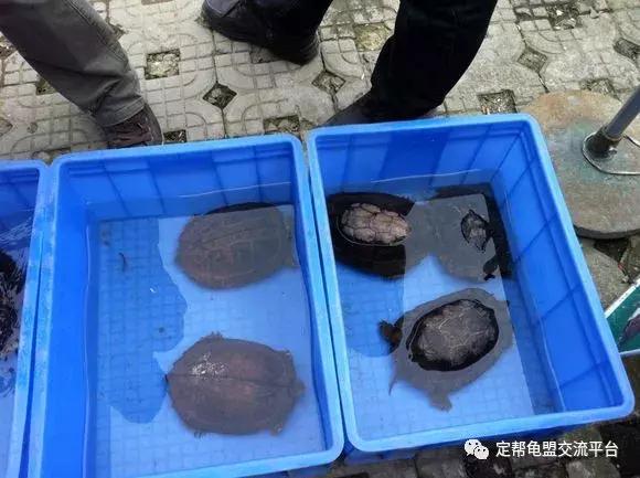 半水龟缸细致讲解,半水龟造景生态缸入门