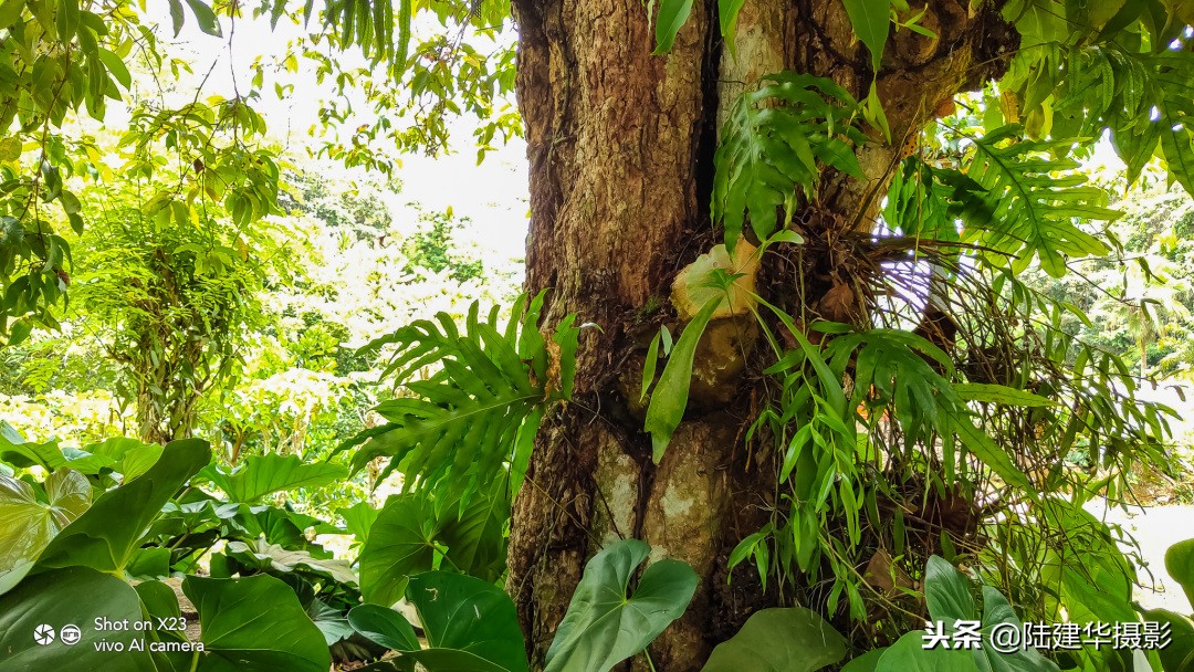 塞舌尔克里奥尔人,人间伊甸园云赏奢华度假地塞舌尔