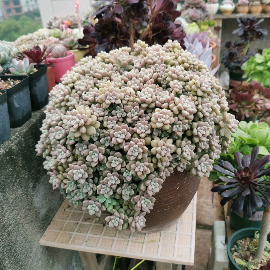 姬秋丽多肉怎么分枝移栽,多肉姬秋丽徒长了怎么办