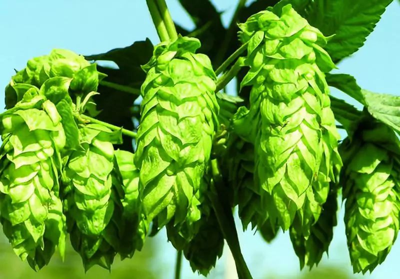 知道家乡的特产怎么发朋友圈,知道自己地区的特产吗