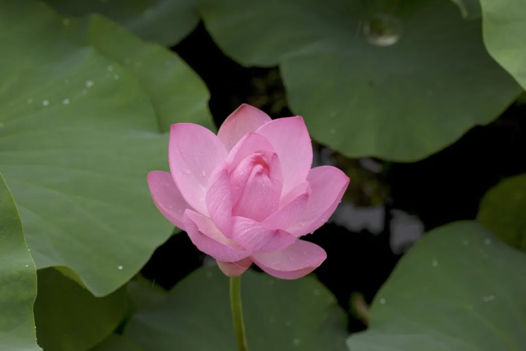 航拍荷花调色技巧图解大全,超简单国画入门教学荷花调色