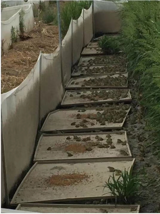 汇泽青蛙养殖前景,青蛙养殖场怎么加盟