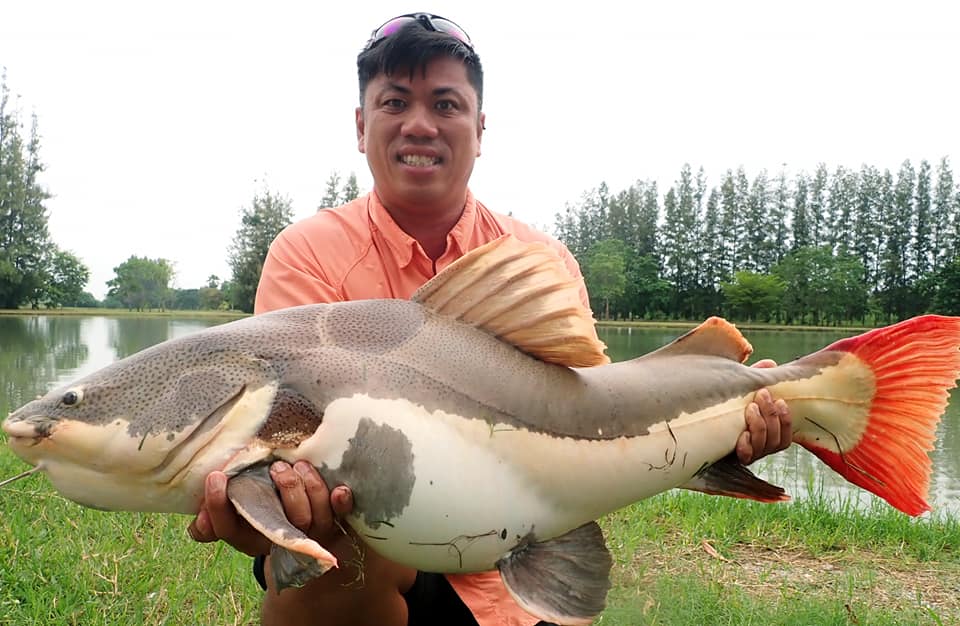 红尾鲶厉害吗,李大毛钓红尾鲶