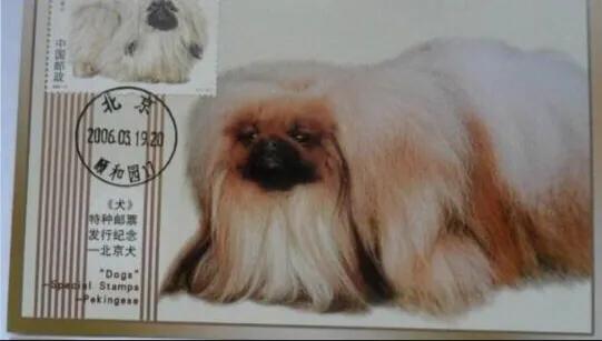 京巴犬为什么是土狗,京巴犬为什么现在没人养了