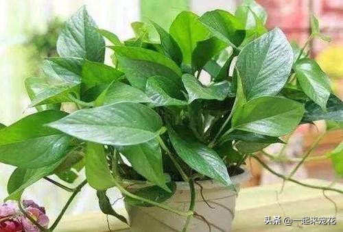 用塑料袋养花的妙用,塑料袋养花有什么用途