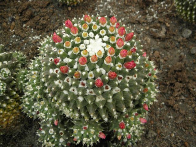 春季开花的仙人球迎春，夏季也很美，一簇簇绒毛就像雪花一样漂亮