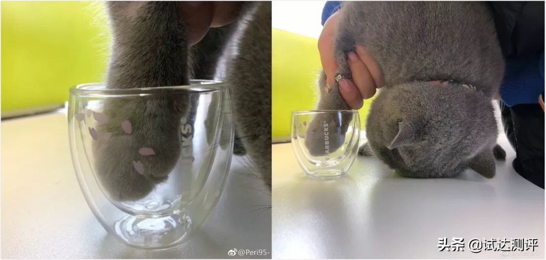 被星巴克“猫爪杯”收割智商税？这只猫能帮你提高智商，亲测有效
