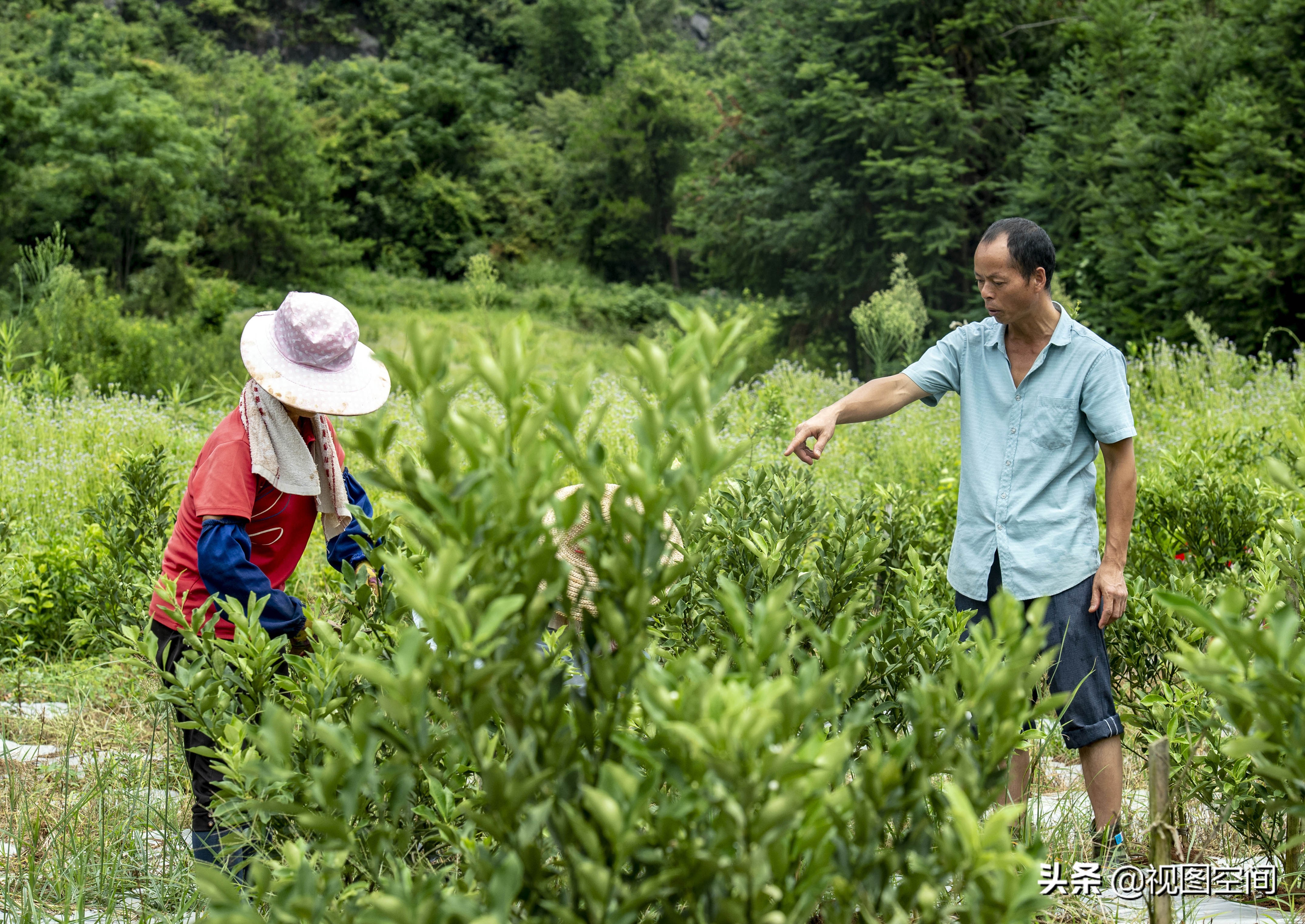 广西夫妻隐居深山承包土地种果,包地种果树倾家荡产