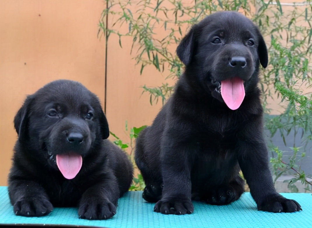 拉布拉多黑色1-12个月变化图,拉布拉多黑色幼犬怎么辨别纯不纯