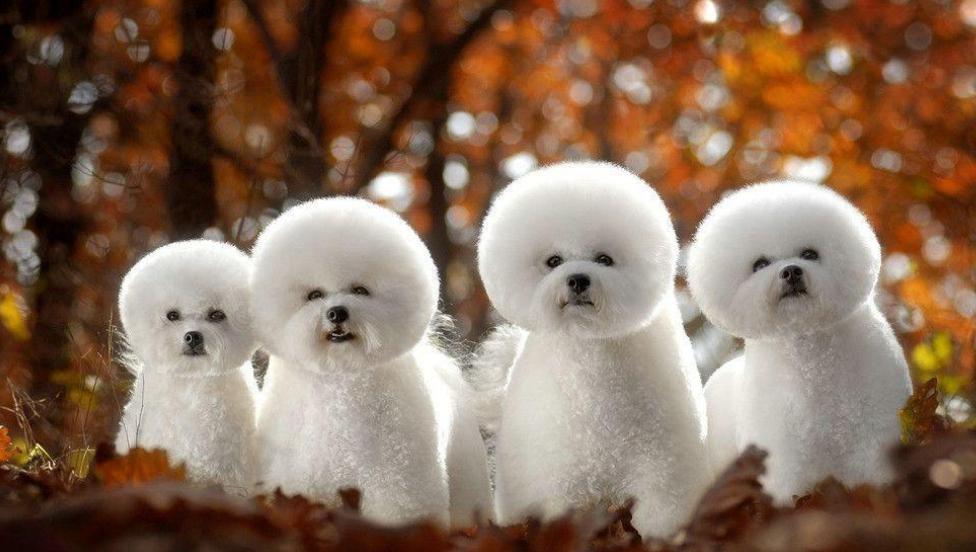 养狗小技巧从此不怕它掉毛,养狗绝不能惯的5个坏毛病很重要