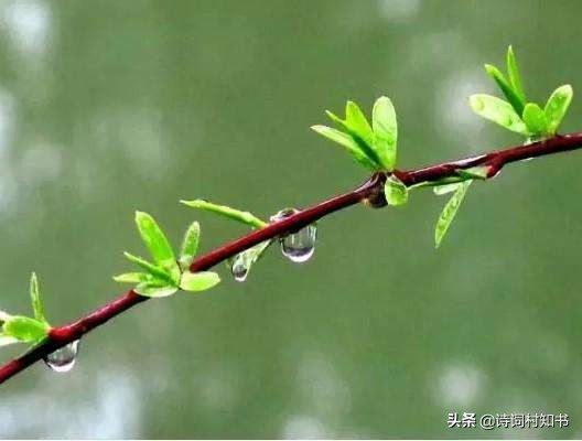春雨贵如油的完整古诗,春雨贵如油这句诗句出自于哪首诗