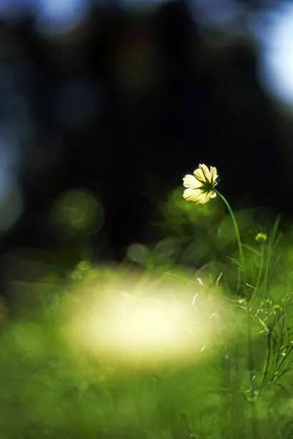 假如生命只剩最后一天,假如我的生命只剩三天作文
