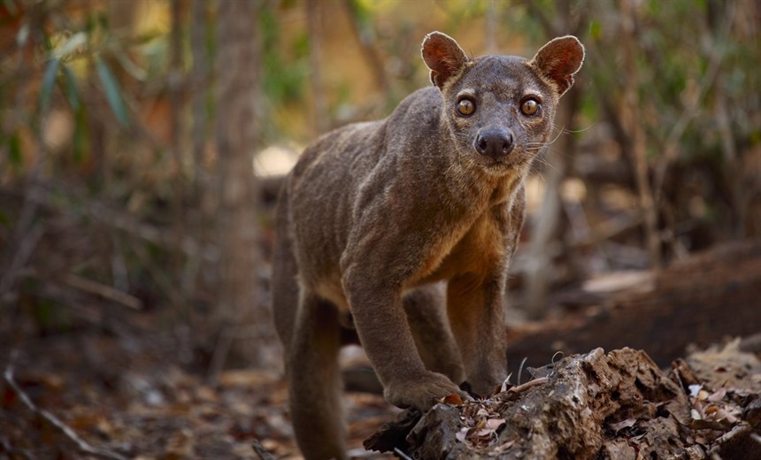 地球上最奇特的十种人,世界上有哪些奇特的动物或植物