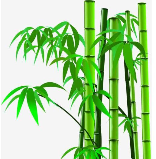 哪种竹子适合做文玩,竹子也能当武器