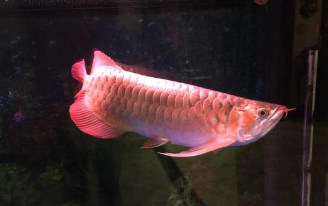 养观赏鱼小知识大全,养观赏鱼知识大全