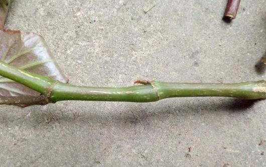 四季海棠养殖方法和扦插最佳时间,四季海棠扦插生根后多久可以移栽